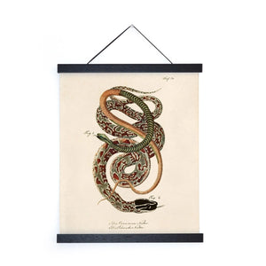 11x14 Vintage French Snake Zoology Print - Tigertree