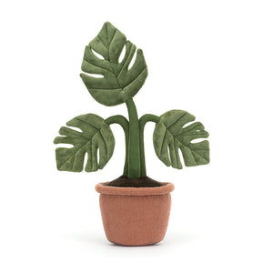 Amuseable Monstera Plant - Tigertree