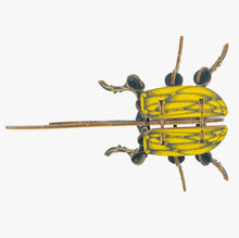 Load image into Gallery viewer, Arthropoda Beetle Kit - Tigertree
