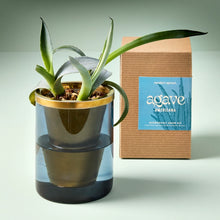 Load image into Gallery viewer, Agave Grow Kit - Tigertree
