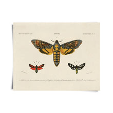 Load image into Gallery viewer, 14x11 d&#39;Orbigny Sphinx Moth Print - Tigertree
