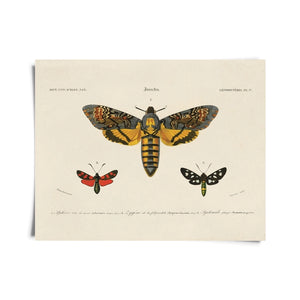 14x11 d'Orbigny Sphinx Moth Print - Tigertree