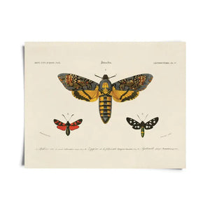 11x14 Vintage d'Orbigny Sphinx Moth Insect Print