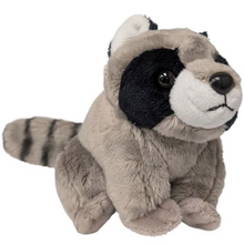 Load image into Gallery viewer, Jimothy the Canned Short-Spined Raccoon
