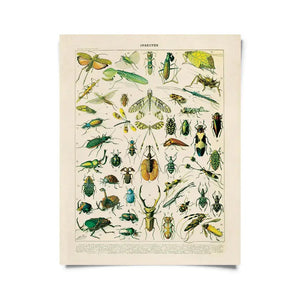 11x14 Millot Insects Print