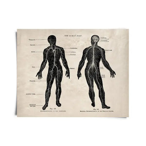 11x14 Anatomy Nervous System - Tigertree