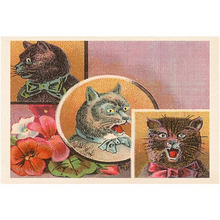 Load image into Gallery viewer, Victorian Irate Cats Postcard
