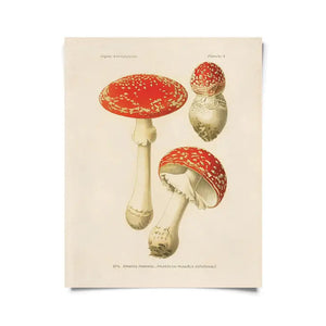Vintage Magic Mushrooms Print - Tigertree