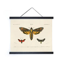 Load image into Gallery viewer, 11x14 Vintage d&#39;Orbigny Sphinx Moth Insect Print
