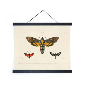 11x14 Vintage d'Orbigny Sphinx Moth Insect Print