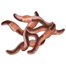 Load image into Gallery viewer, Canned Worms
