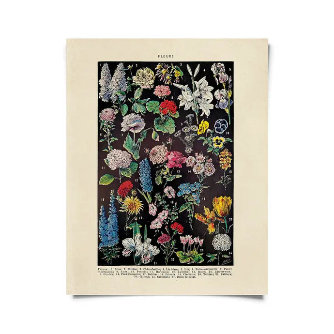 Vintage Botanical French Floral Print - Tigertree