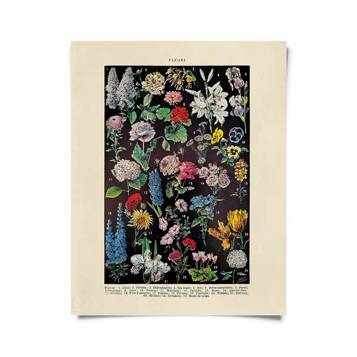 Vintage Botanical French Floral Print - Tigertree