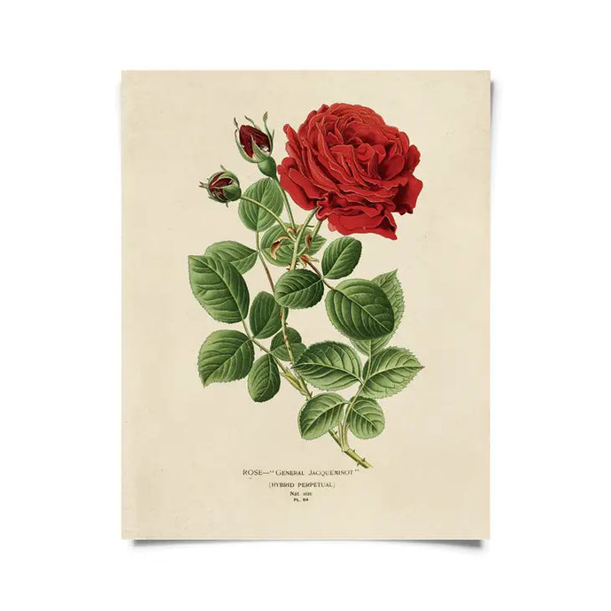 Vintage Red Jack Rose Print - Tigertree