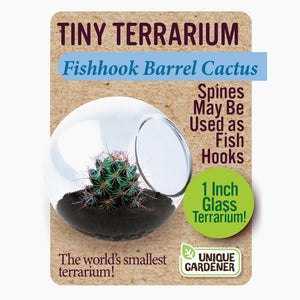 Tiny Cactus Terrarium