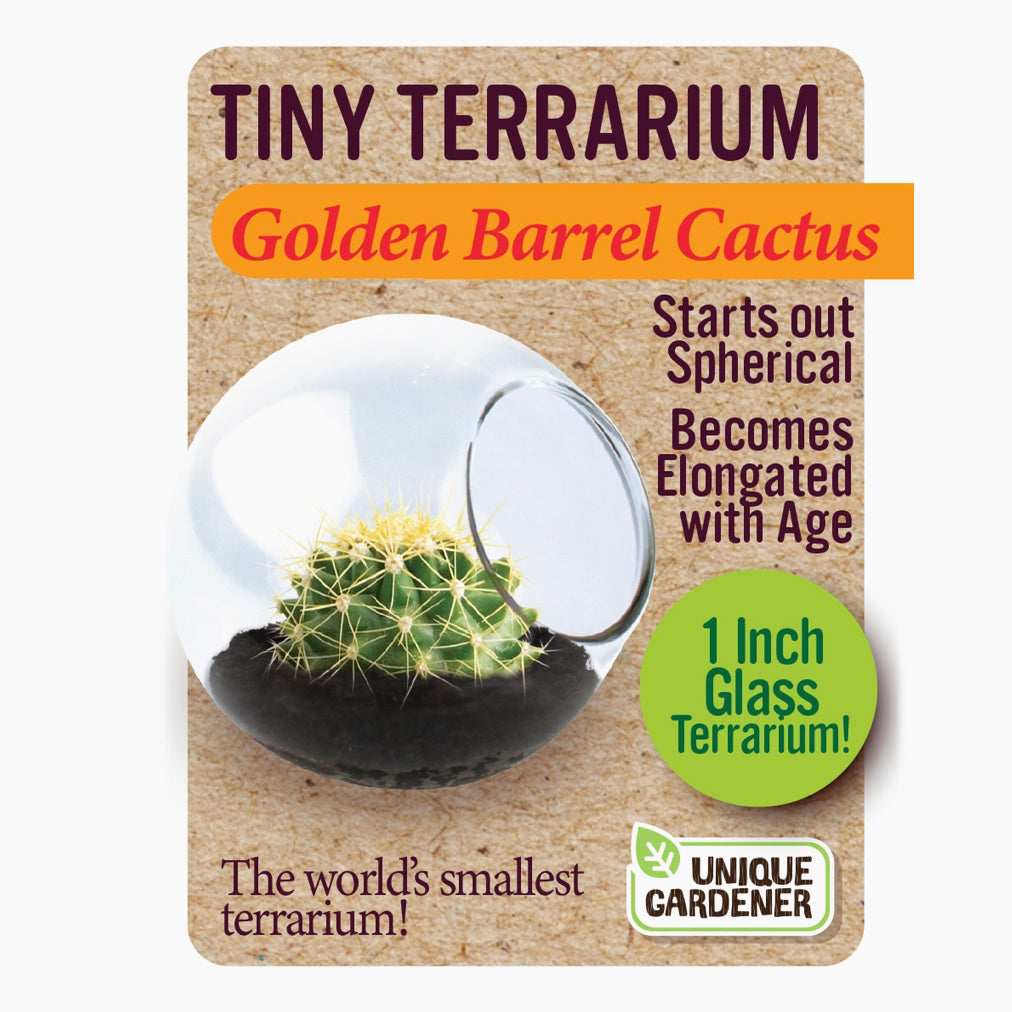 Tiny Cactus Terrarium - Tigertree