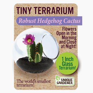 Tiny Cactus Terrarium