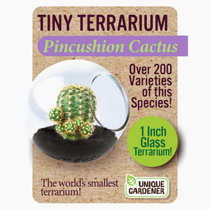 Tiny Cactus Terrarium