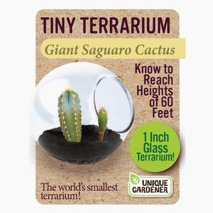 Tiny Cactus Terrarium