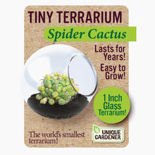 Load image into Gallery viewer, Tiny Cactus Terrarium
