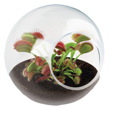 Load image into Gallery viewer, Tiny Carnivorous Glass Terrarium
