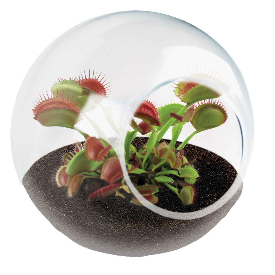 Tiny Carnivorous Glass Terrarium