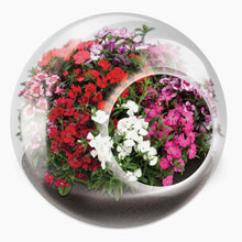 Load image into Gallery viewer, Tiny Carnivorous Glass Terrarium
