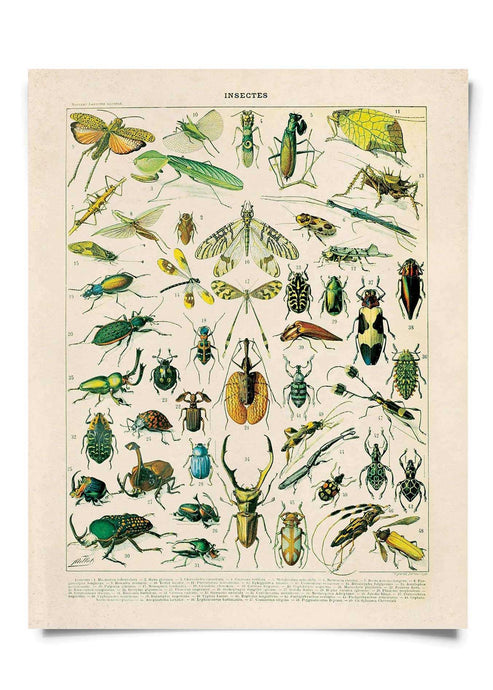 11x14 Print French Insects - Tigertree
