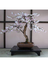 Load image into Gallery viewer, Bonsai Tree Grow Kit - Tigertree
