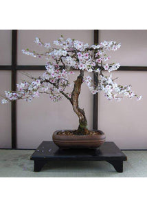 Bonsai Tree Grow Kit - Tigertree