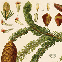 Load image into Gallery viewer, 11x14 Norway Spruce Print - Tigertree
