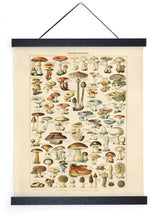 Load image into Gallery viewer, 11x14 French Mushroom Print - Tigertree
