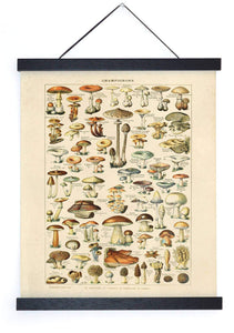 11x14 French Mushroom Print - Tigertree