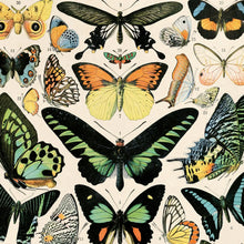 Load image into Gallery viewer, 11x14 Millot Butterfly Print - Tigertree
