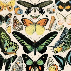 11x14 Millot Butterfly Print - Tigertree