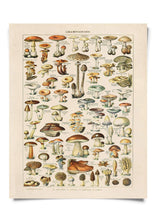 Load image into Gallery viewer, 11x14 French Mushroom Print - Tigertree
