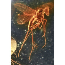 Load image into Gallery viewer, Fossilized Insect in Amber - Tigertree
