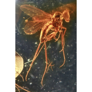 Fossilized Insect in Amber - Tigertree
