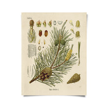 Load image into Gallery viewer, 11x14 Scotts Pine Print - Tigertree
