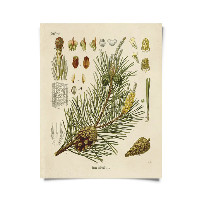 11x14 Scotts Pine Print - Tigertree