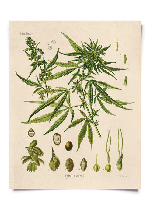 8x10 Print Cannabis Sativa Marijuana - Tigertree