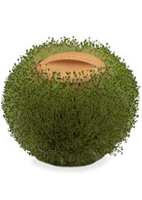 Load image into Gallery viewer, Green Orb Terracotta Planter - Tigertree
