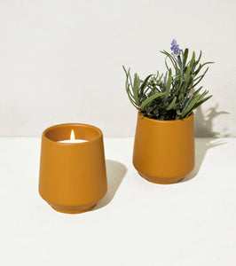 Rooted Candles - Tigertree