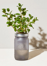 Load image into Gallery viewer, Mint Garden Jar - Tigertree
