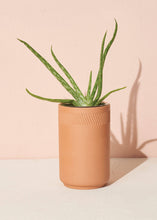 Load image into Gallery viewer, Terracotta Kit - Aloe - Tigertree
