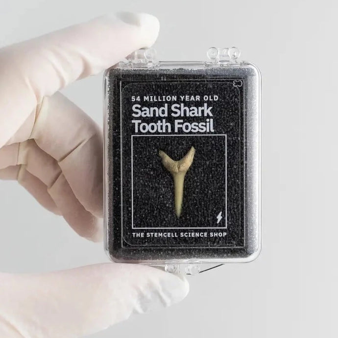 Sand Shark Tooth Fossil - Tigertree