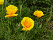 Load image into Gallery viewer, California Poppy Grow Kit - Tigertree
