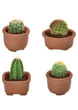 Load image into Gallery viewer, Green Capsule Cacti Cuties - Tigertree
