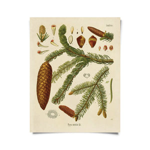 11x14 Norway Spruce Print - Tigertree