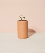 Load image into Gallery viewer, Terracotta Kit - Desert Rose Bonsai - Tigertree
